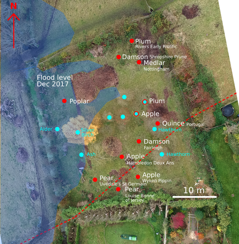 Orchard layout